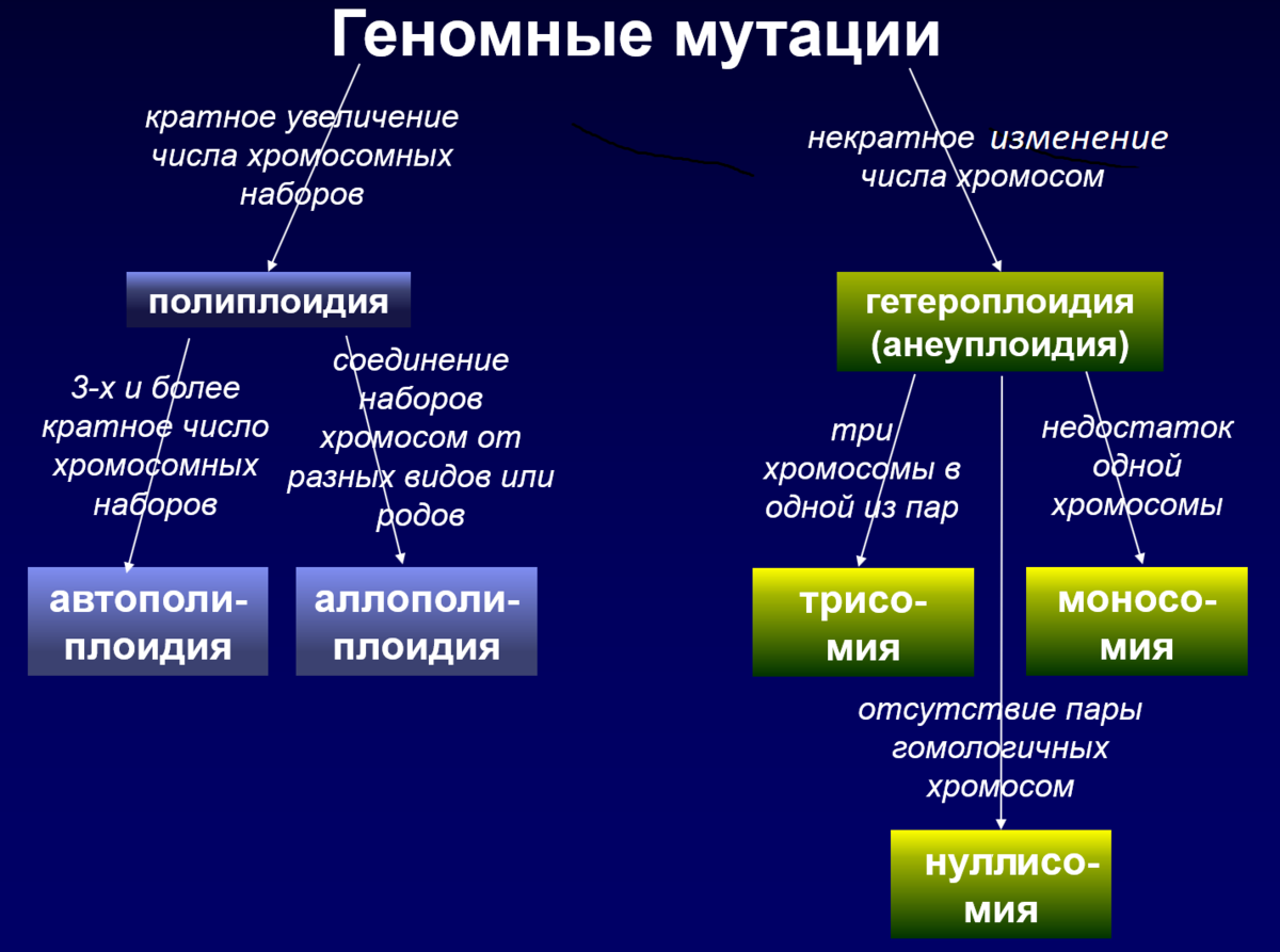 Больше = лучше? Геномные мутации | Генетика для всех | Дзен