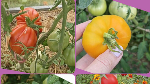 Большой урожай томатов в теплице на 6 августа 2023.🍅🍅🍅🍅🍅👍