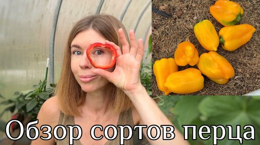 СОРТА ПЕРЦА, КОТОРЫЕ ТОЧНО БУДУ ПОВТОРЯТЬ. Сладкие, мясистые, урожайные сорта