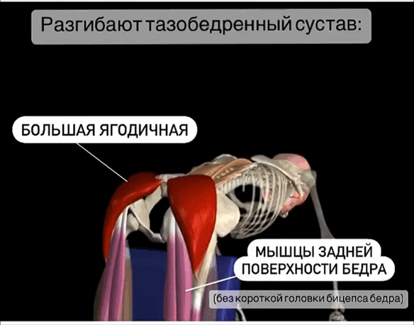 Гиперэкстензия. Работающие мышцы