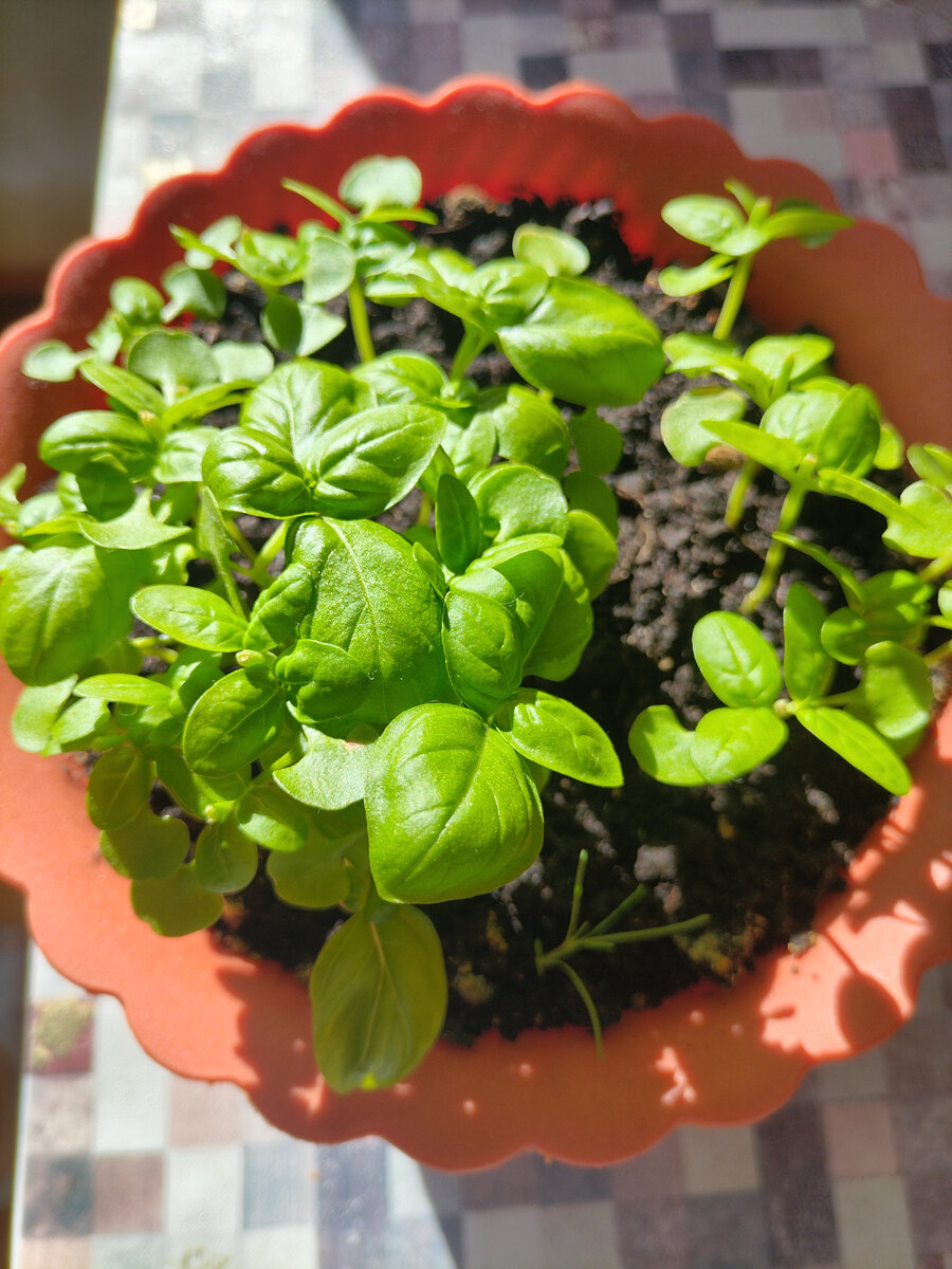 Это мой базилик продолжает расти после того как я его обрезала🤗