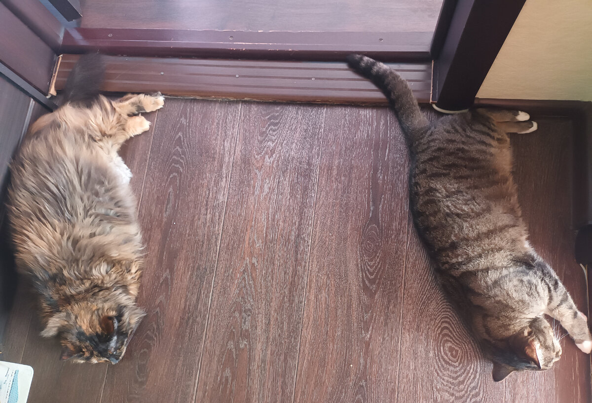 Два кота, два хвоста.