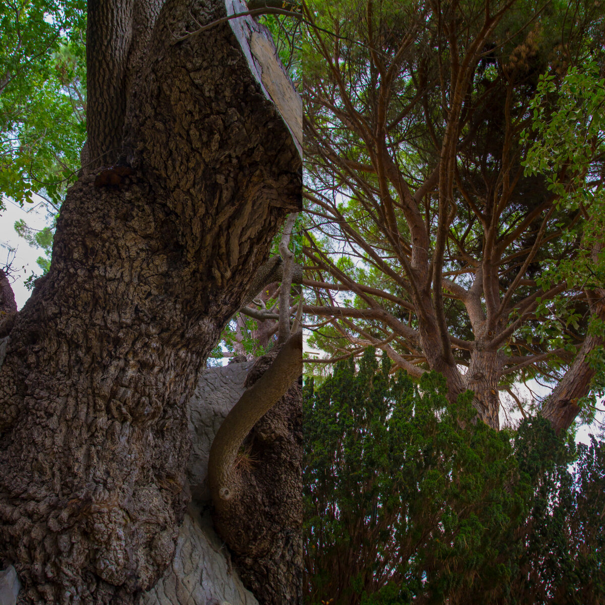Дуб  пробковый/дзельква  граболистная
