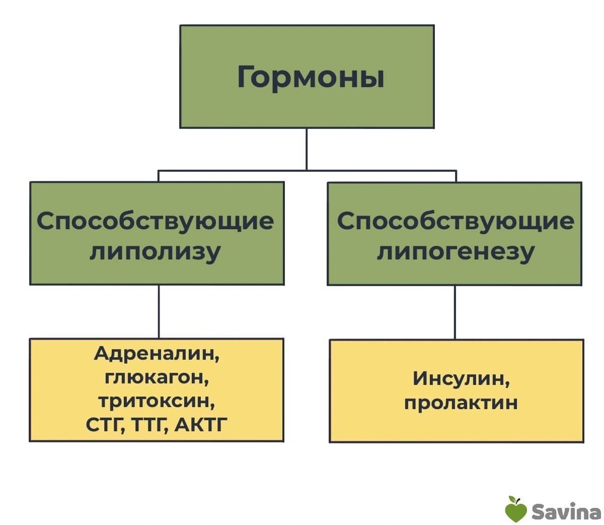 Подтянуть живот: 8 способов избавиться от висцерального жира