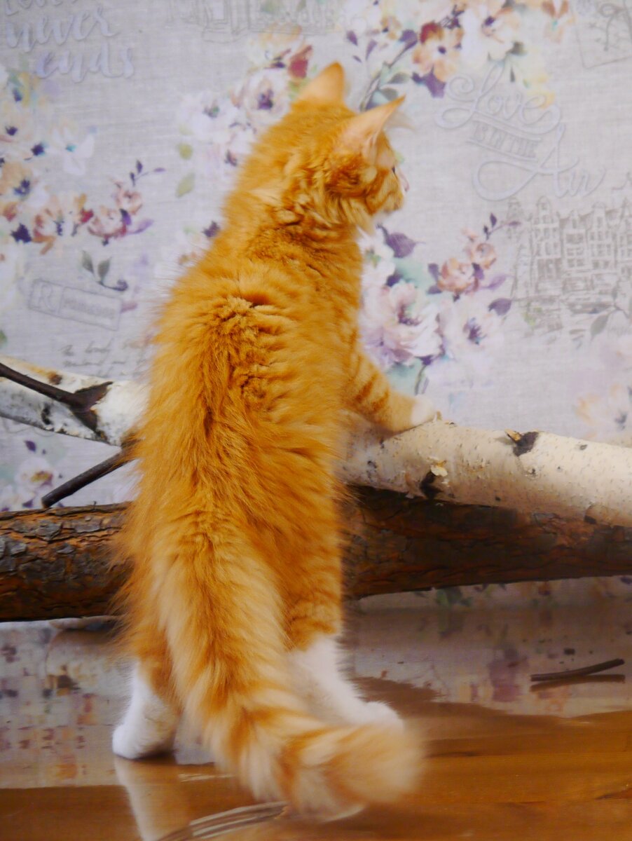 Норвежский лесной котенок Круассан, fashionpeak.ru 