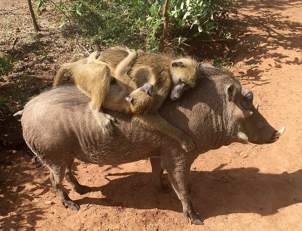 Милота, неправда ли?