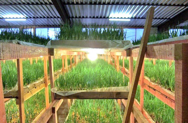 Выращивание лука в теплице