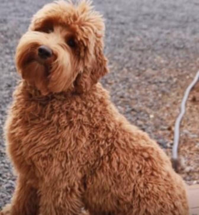 Непоседливая кучеряшка - собака Лабрадудель | Породистые хвостики | Дзен