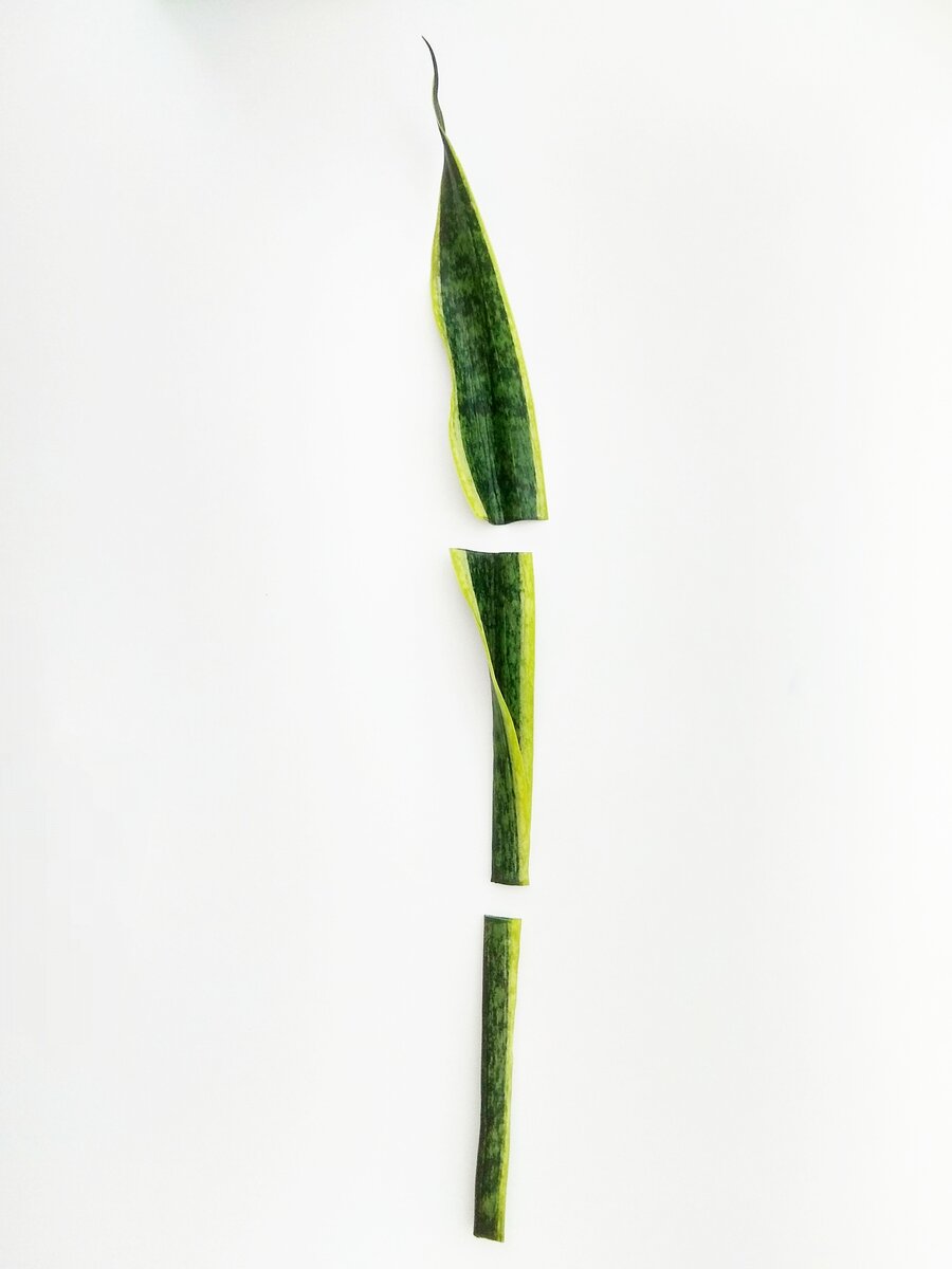 сансевиерия размножение листом фото