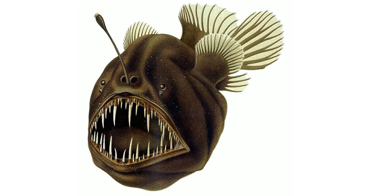 фото: https://ru.wikipedia.org/wiki/%D0%A3%D0%B4%D0%B8%D0%BB%D1%8C%D1%89%D0%B8%D0%BA%D0%BE%D0%BE%D0%B1%D1%80%D0%B0%D0%B7%D0%BD%D1%8B%D0%B5#/media/%D0%A4%D0%B0%D0%B9%D0%BB:Humpback_anglerfish.png