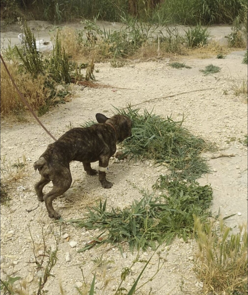 На утренней прогулке Майло уже уверенно стоял на ногах 