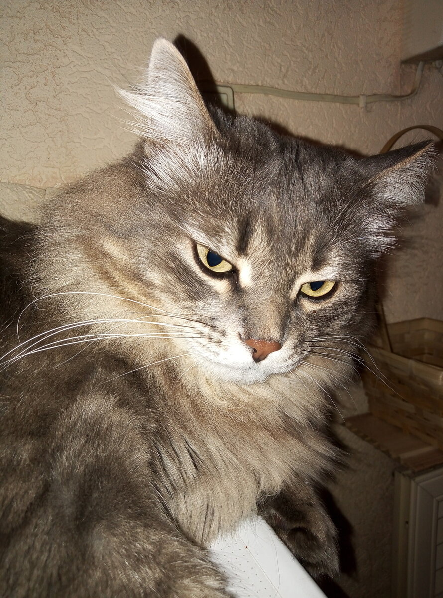 Это вот мы такие. Чапа будто с подведенными глазками.