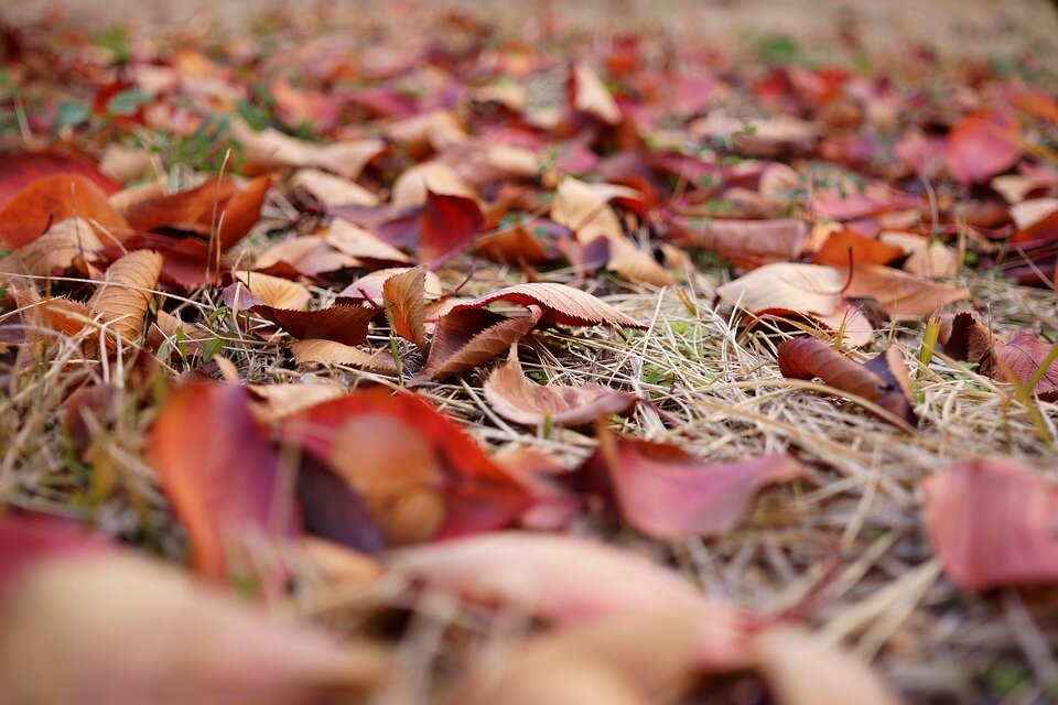 Фото взято с pixabay.com