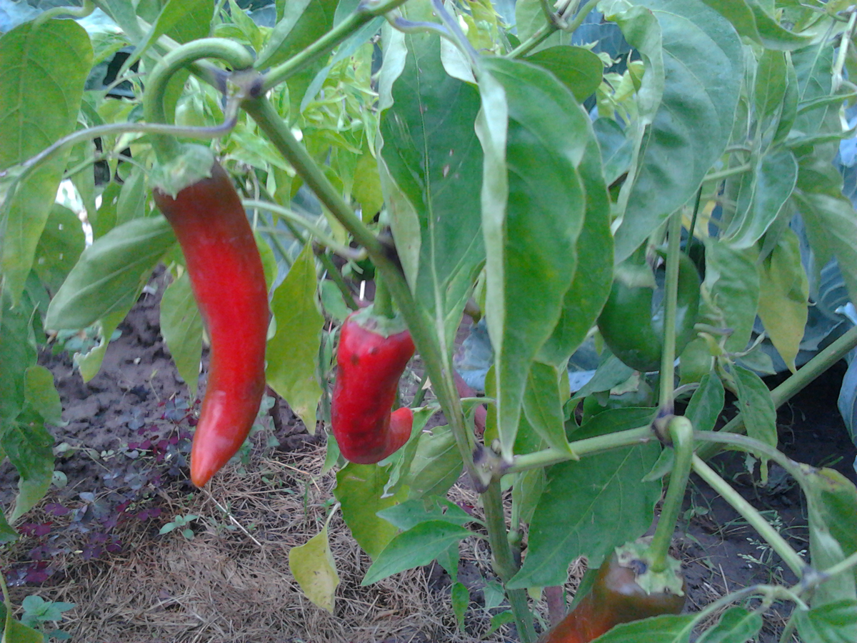 О жизни перцев. Комнатных. А может быть и не только о перцах...  Почти... https://images.app.goo.gl/Ehzu4it9aeiU5CB1A