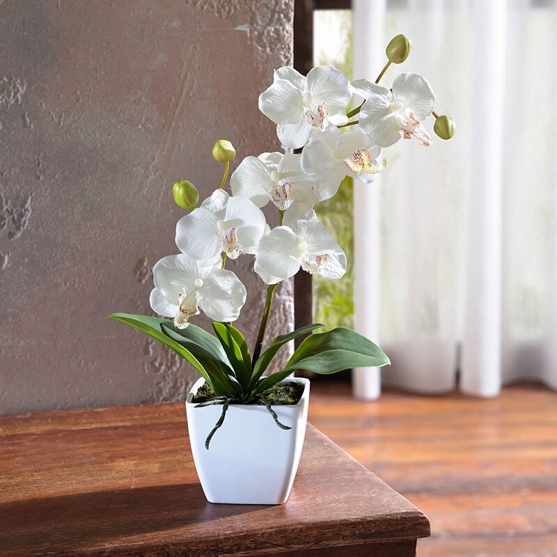 Основные причины, почему не цветет орхидея и не выпускает цветонос