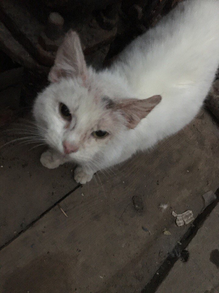 Вжик в подвале