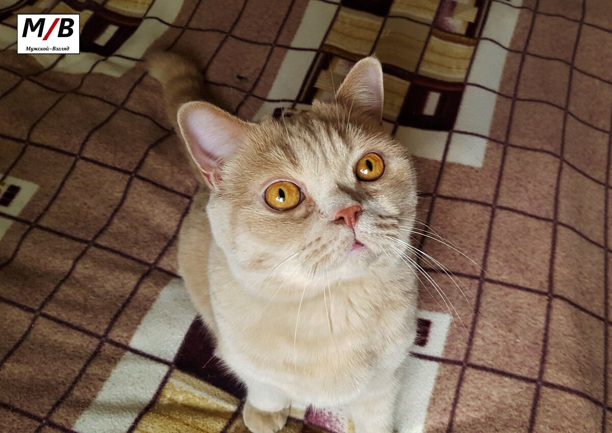 Матвей прохиндей (моё фото)