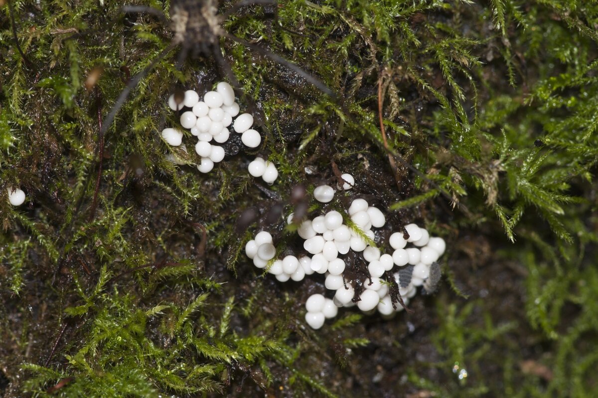 Слизевики, сфотографированные в Карелии и Ленинградской области