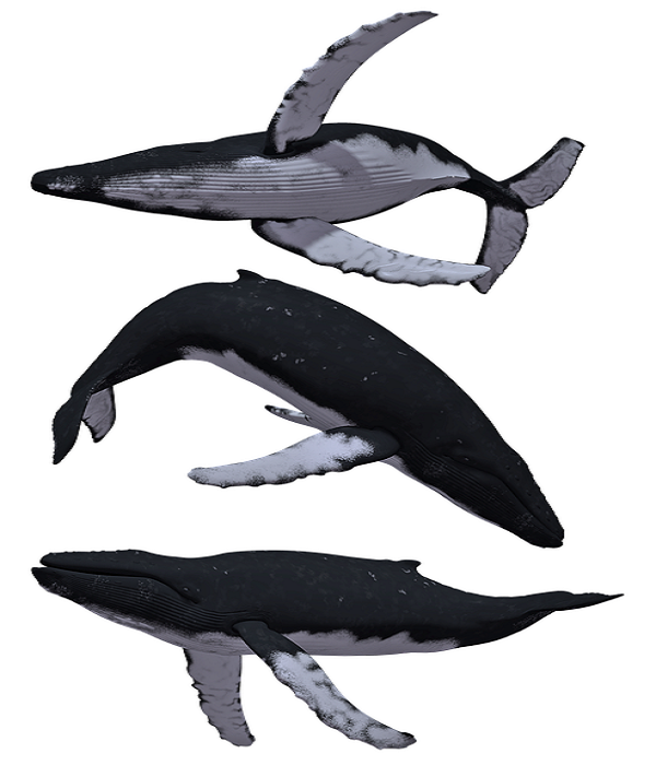 https://cdn.pixabay.com/photo/2018/05/04/09/09/whale-3373512_960_720.pn