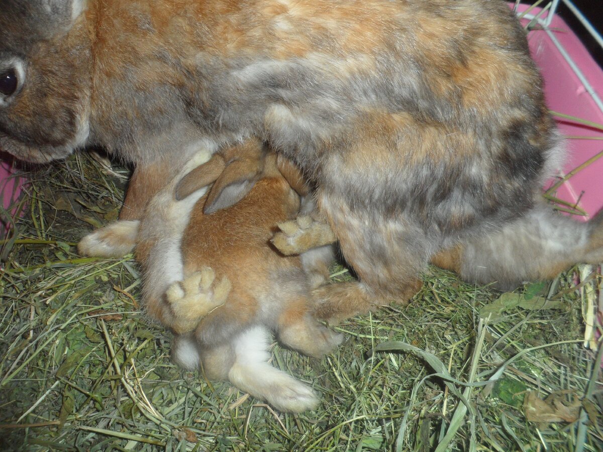 мама кормит малышей