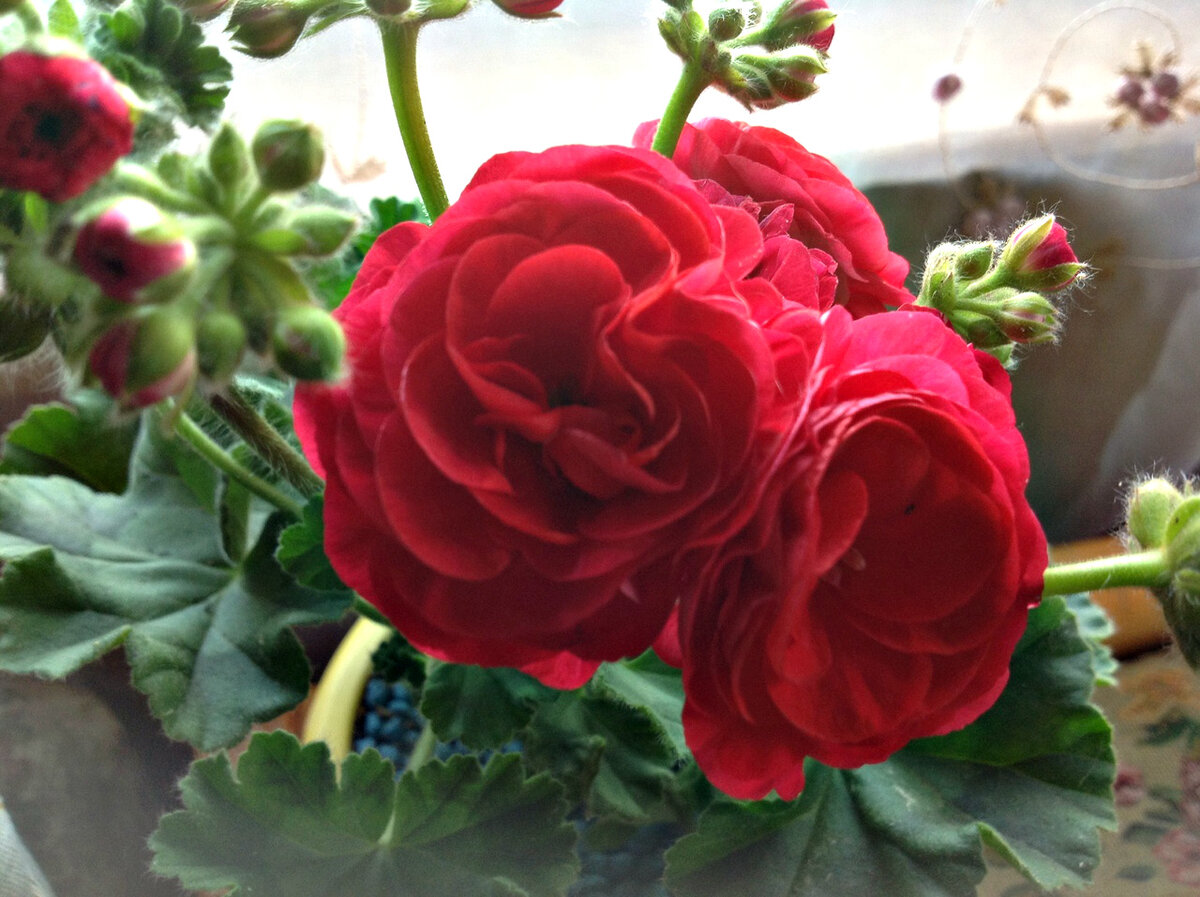 вива розита пеларгония фото