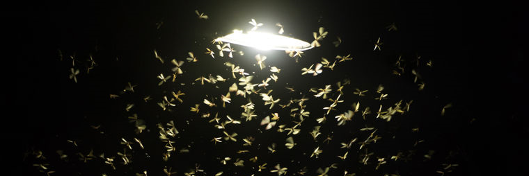 Мотыльки летят на свет, найдена в Яндекс.Картинках.