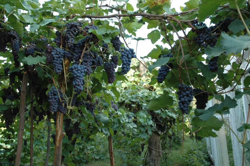 Дикий растет виноград. Виноград Амурский Vitis amurensis. Виноград один Амурский прорыв. Виноград Амурский (Vitis amurensis Rupr.).