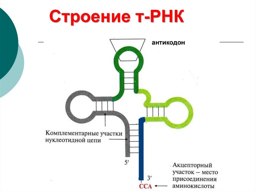 Антикодон представляет собой. Строение вторичной структуры ТРНК. Т РНК строение антикодон. Структура транспортной РНК. Вторичная структура РНК схема.