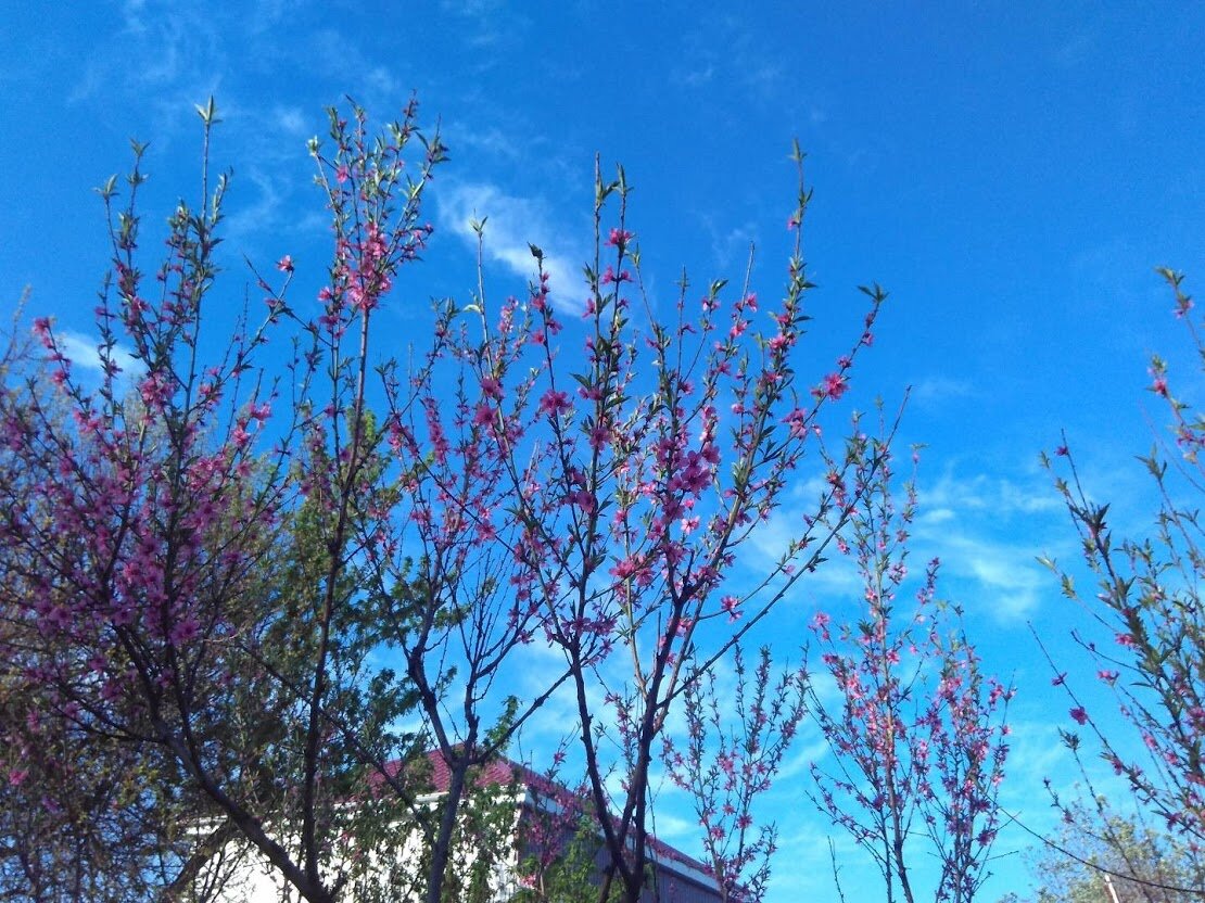 Персики цветут красивым сиреневым цветом