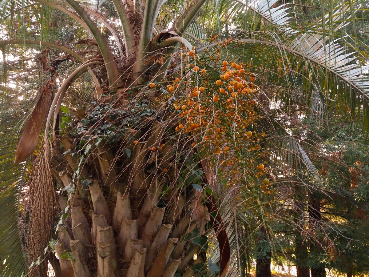 когда росли пальмы в москве