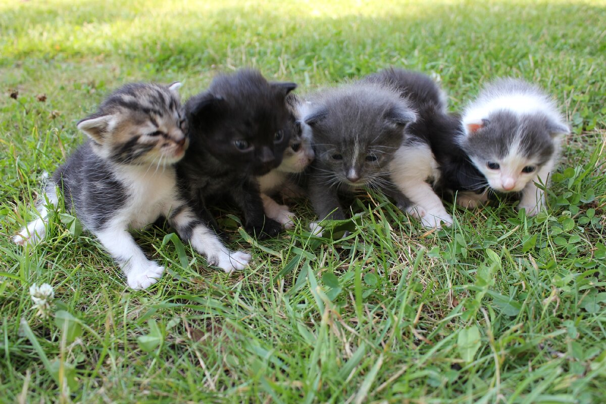 Все видят здесь шесть котят?