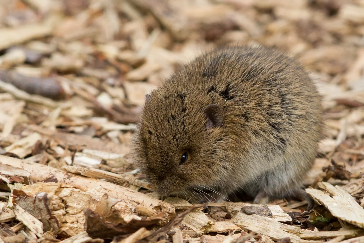 Туркестанская крыса. Грызун обыкновенный. Мышь орешниковая соня. Грызун обыкновенный. Орешниковая соня животное.