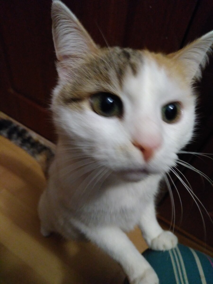 Фотография не очень хорошая получилась, но повторить это расстройство на Сониной мордочке невозможно