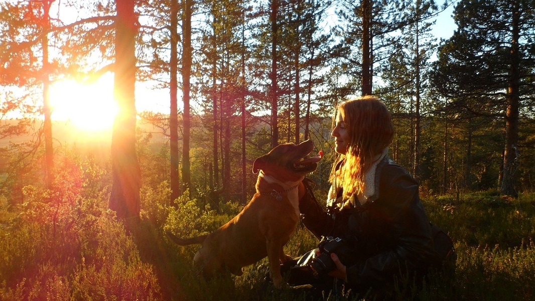 https://pixabay.com/ru/photos/прогулки-с-собакой-собака-закат-273526/