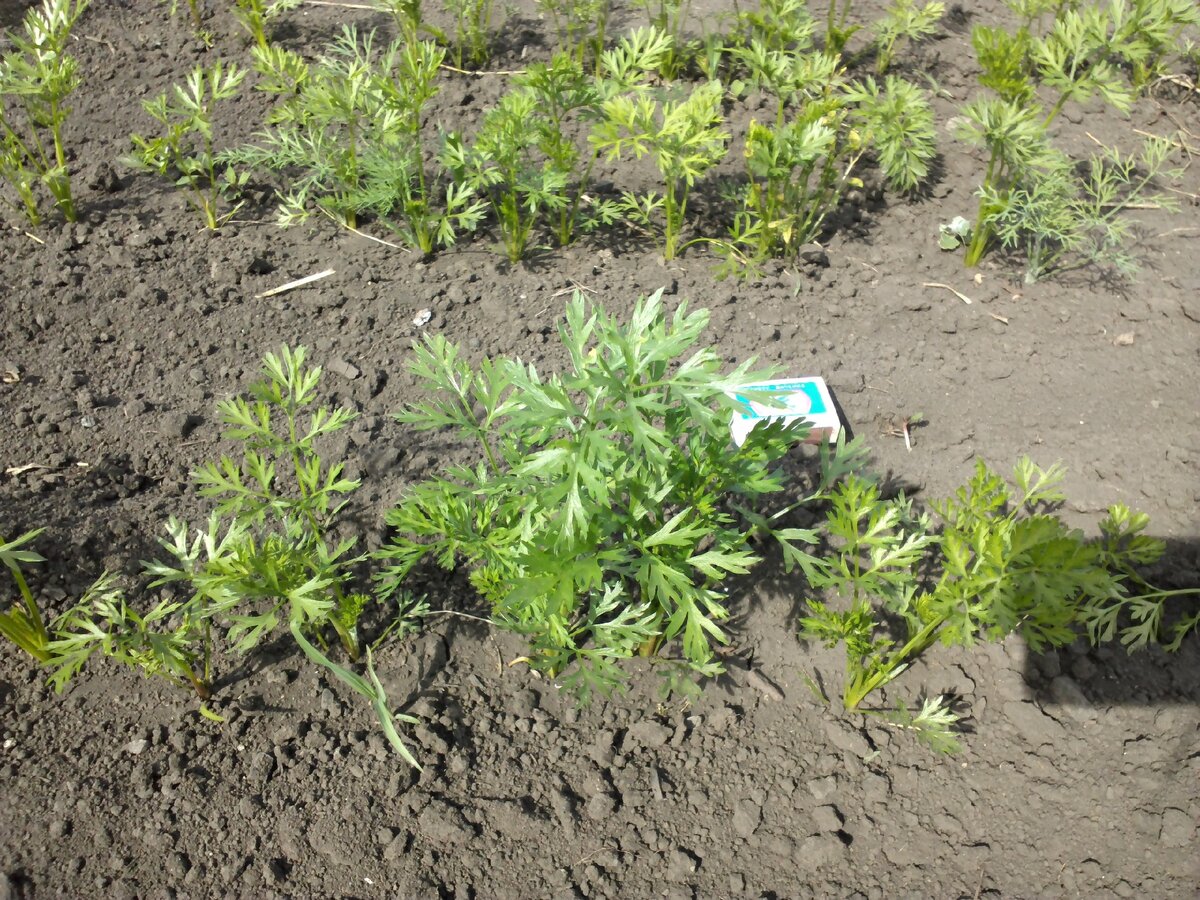 Морковь на ровной земле без перекопки и сооружения гряд (15 июня)