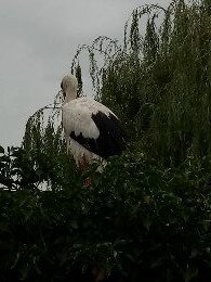 Парк аистов и выдр