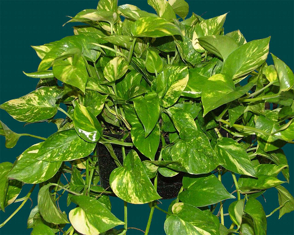 Источник фото  https://vk.cc/a59dJD