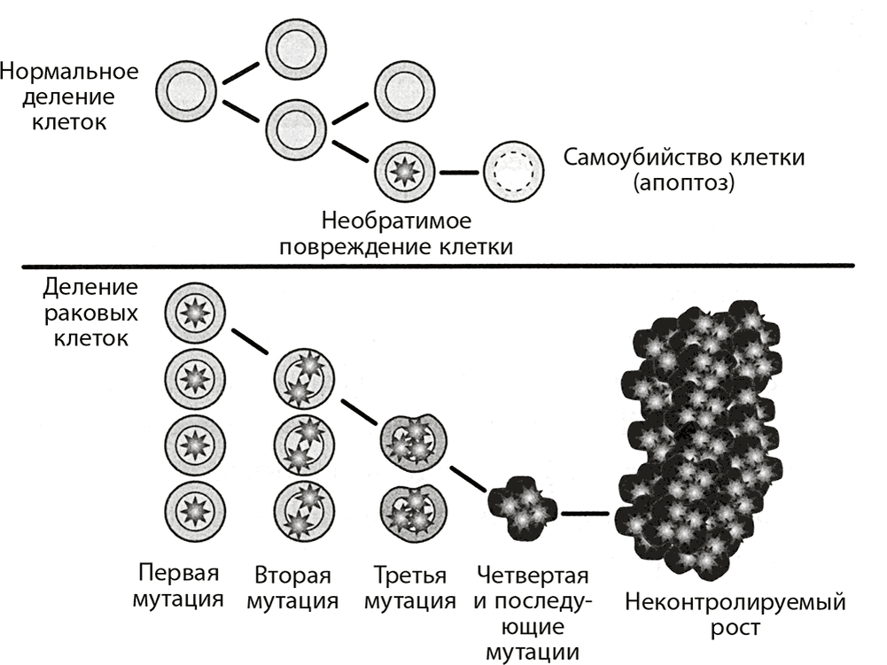 Деление и рост. Процесс деления раковых клеток. Механизм деления раковой клетки. Деление раковой клетки схема. Строение раковой клетки.