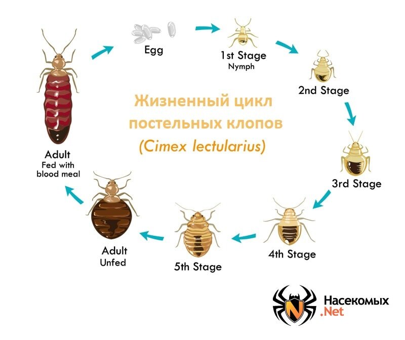 Жизненный цикл постельного клопа