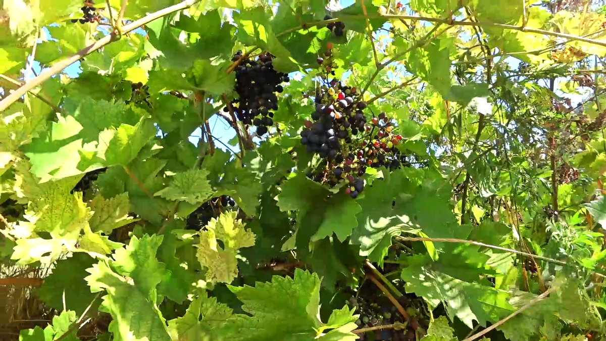 Виноград в Крыму