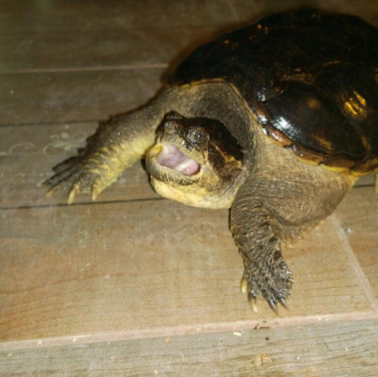 фото одной из продаваемых черепах, фото из группы зоогалереи