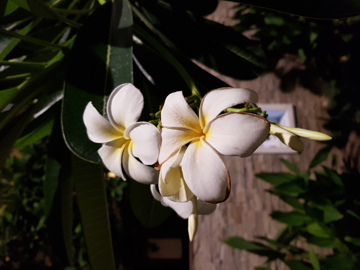 Франжипани