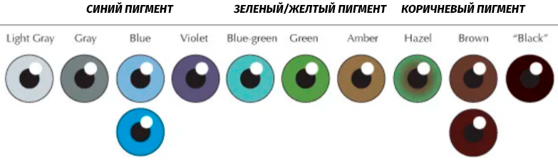 Какие глаза будут у кареглазых родителях. Цвет глаз генетика таблица. Таблица цвета глаз у ребенка. Тип наследования цвета глаз. Схема цвета глаз родителей и детей.