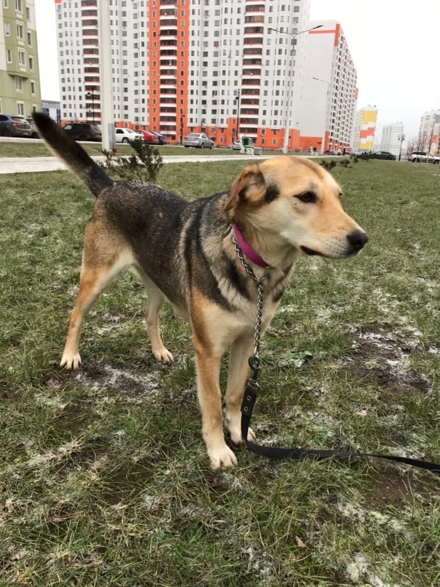 Рада ищет дом. Она стерилизована, приучена к выгулу, отличная охранница. 