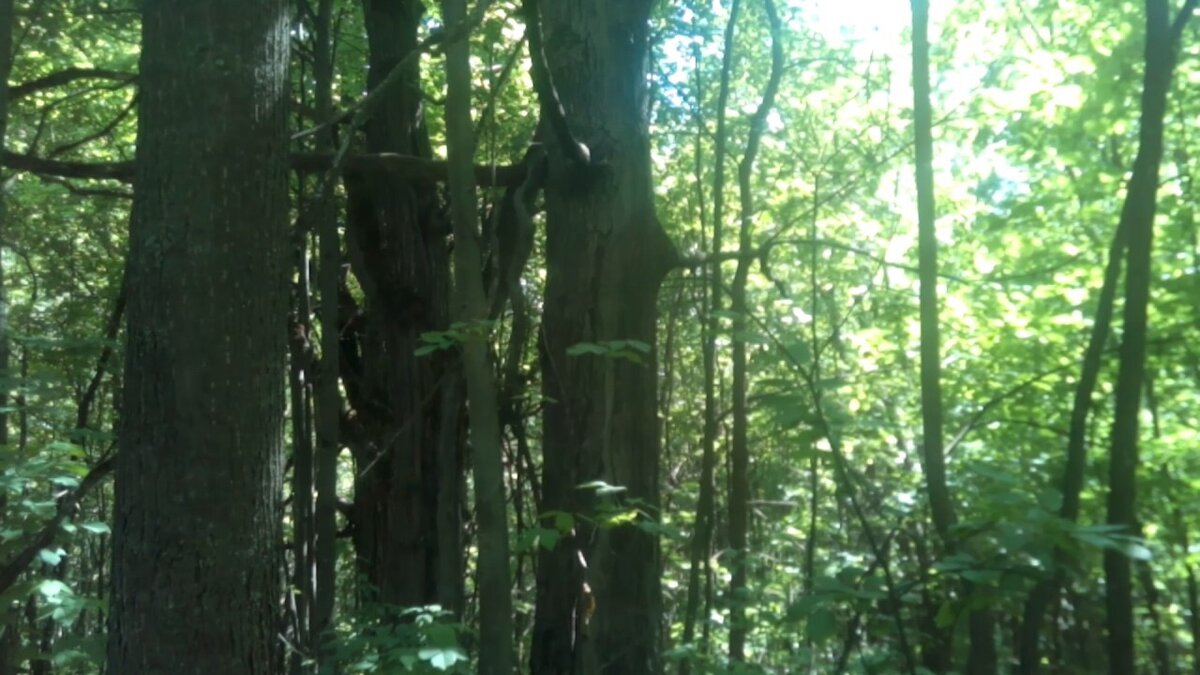 Это обычный российских лес