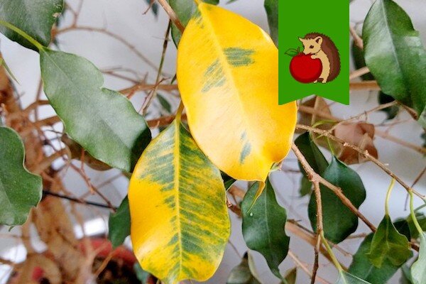 У фикуса желтеют и опадают листья: почему и что делать?