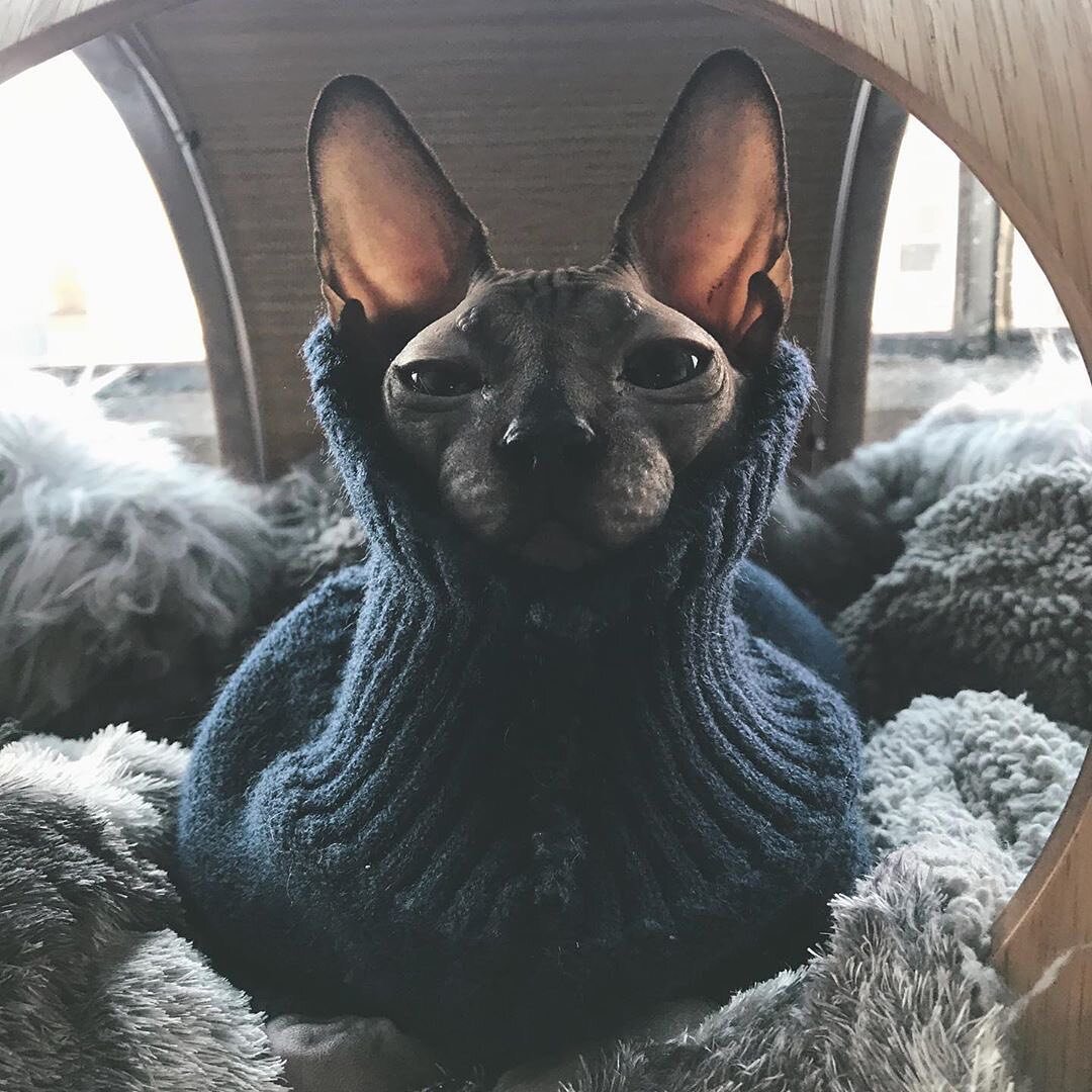 Фото из профиля в инстаграм @sphynx_mania