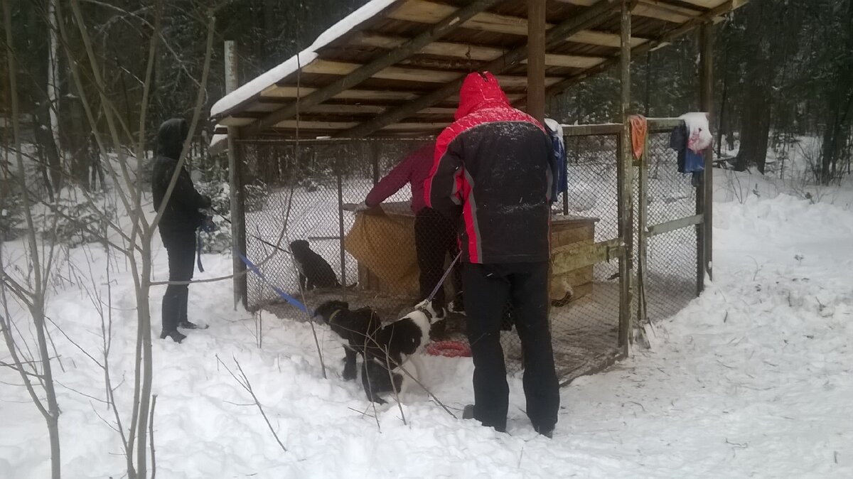 Второй дом для четверых щенков - вольер с будкой 