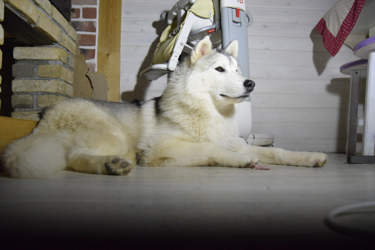 Даже у подрощенной собаки могут быть проблемы с туалетом. 