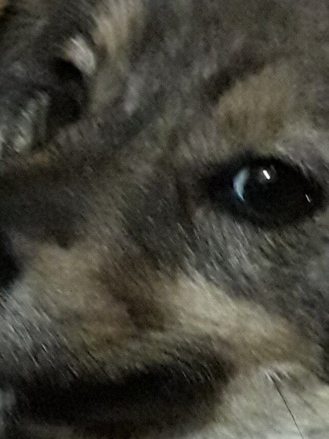 Фото  из  личного   архива.  Реальная  авторская  история.